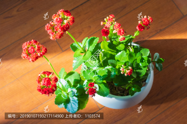 長(zhǎng)壽花