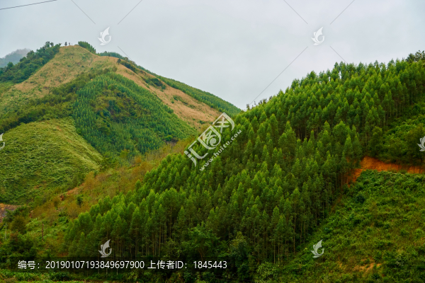山林桉樹