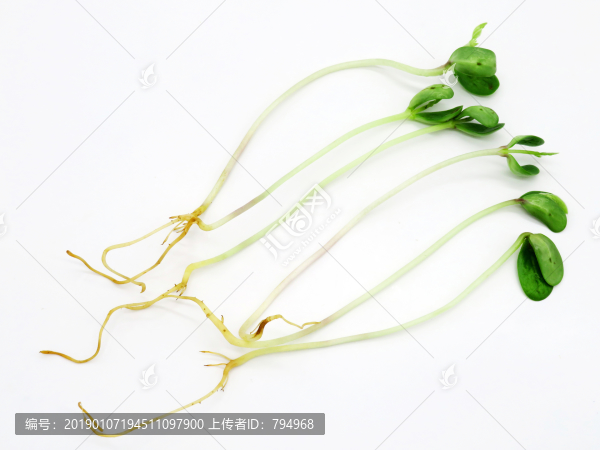 豆苗
