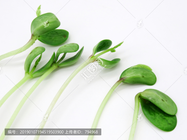 豆苗