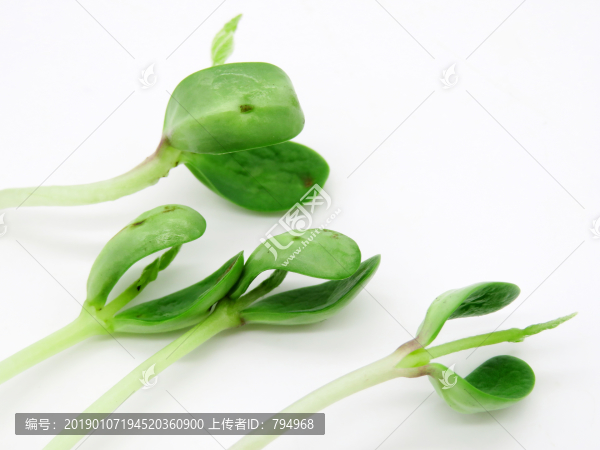 豆苗