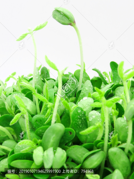 豆苗