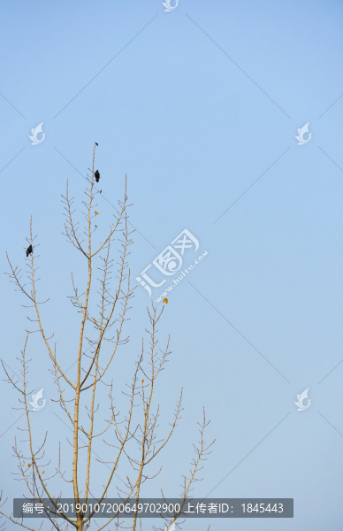 樹上烏鴉