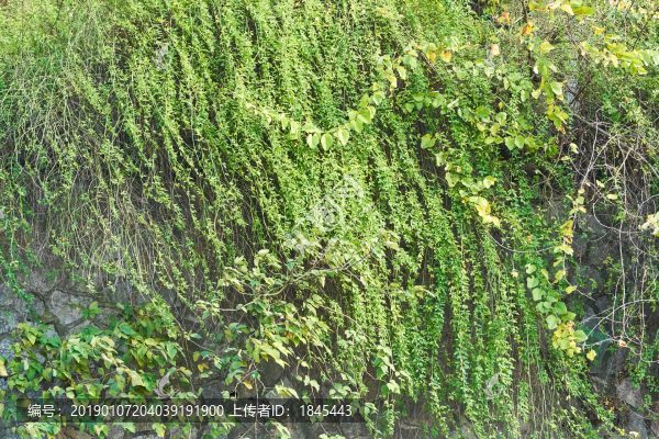 綠植蔓藤