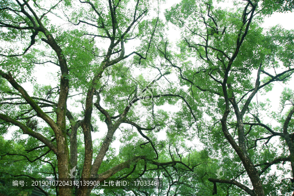大樹背景素材