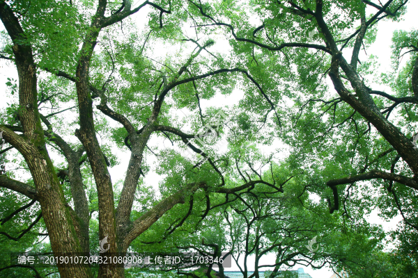 大樹背景素材