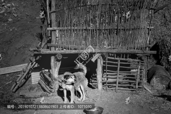 農(nóng)家的狗
