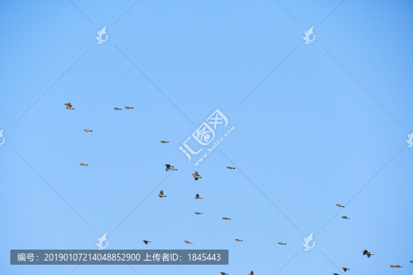 一群小鳥