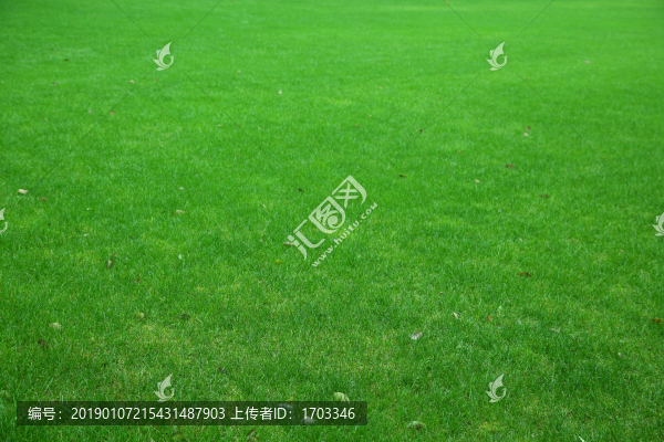 綠草地背景素材