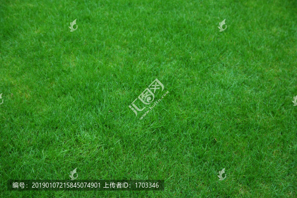 綠草地背景素材