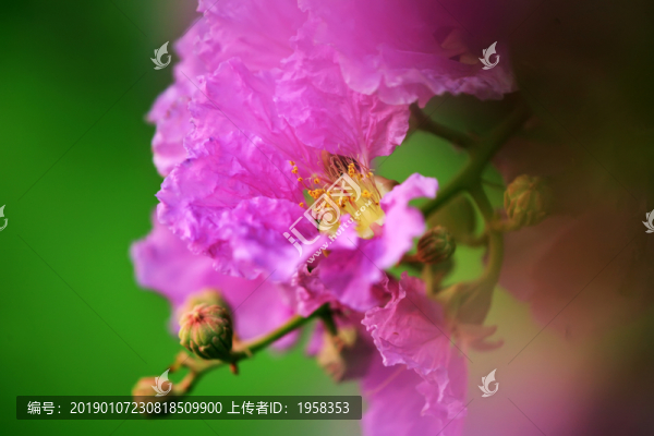粉紅色的花