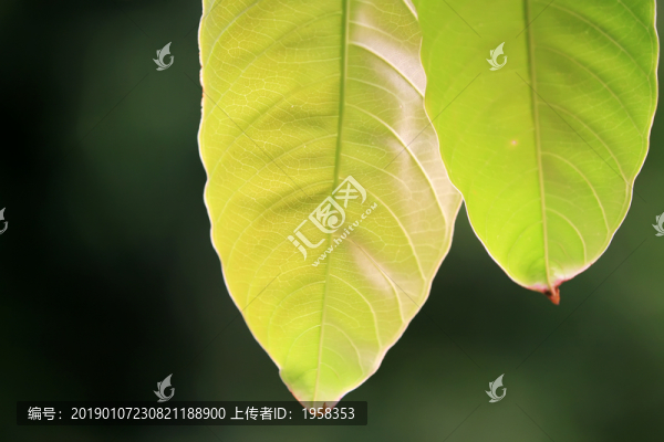 綠葉
