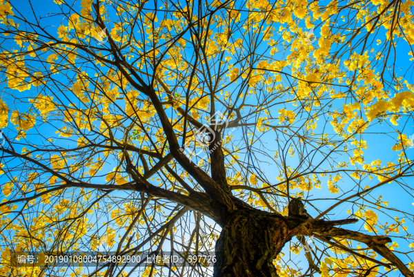 天空大樹(shù)黃花