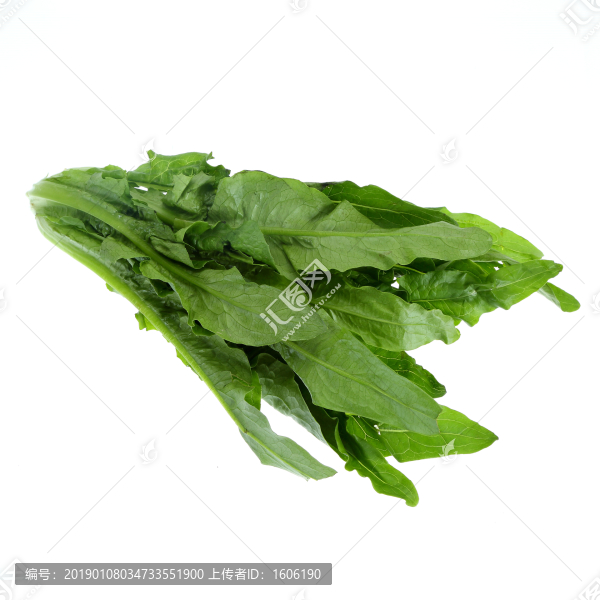 油麥菜