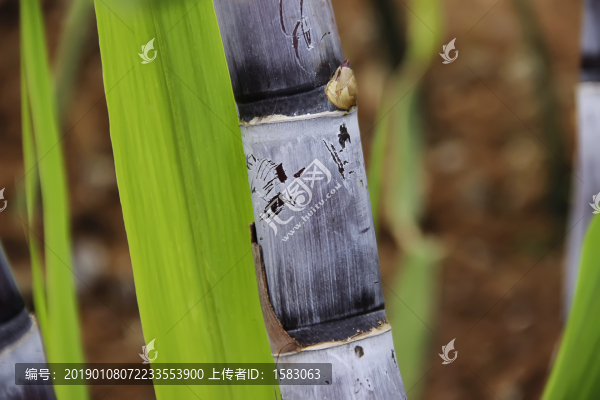 甘蔗