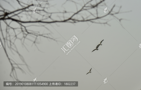 天空飛鳥