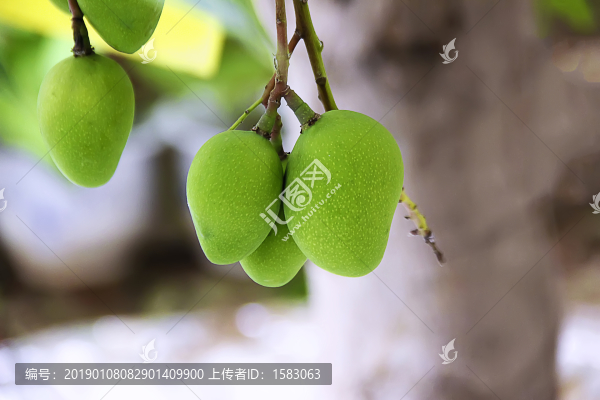 青芒果