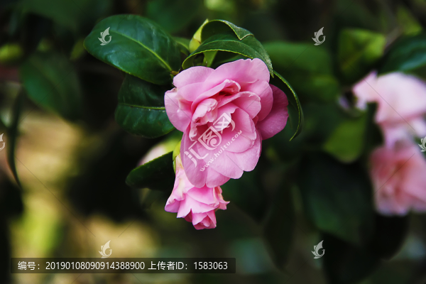 茶花