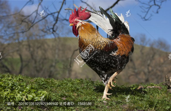 雞