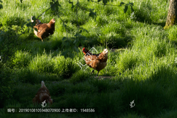 雞
