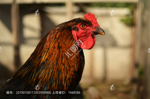 雞