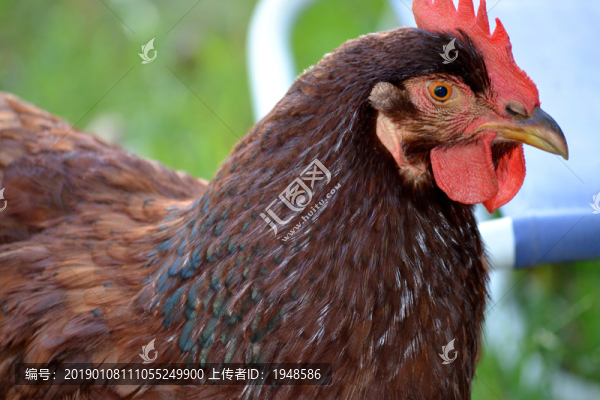 雞