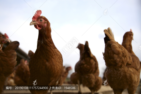 雞