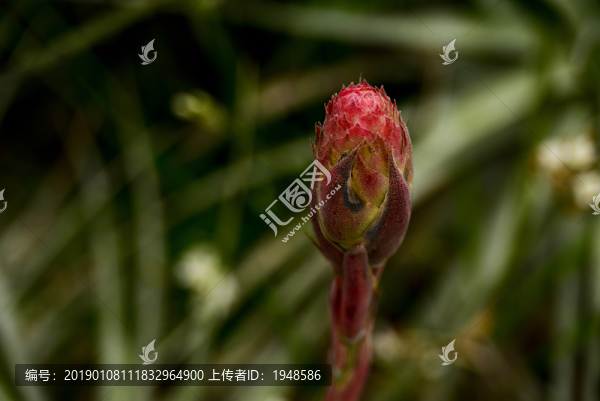雞冠花幼苗