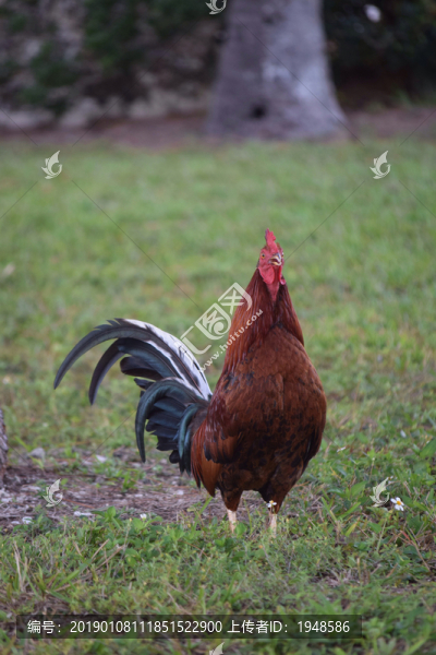 雞