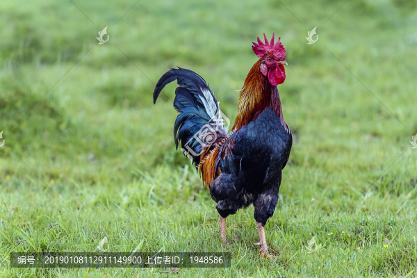 雞