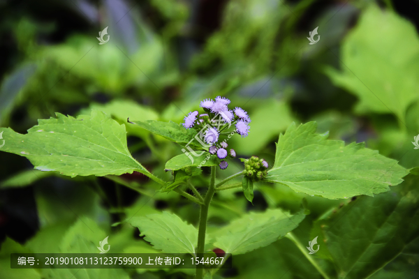 藿香薊
