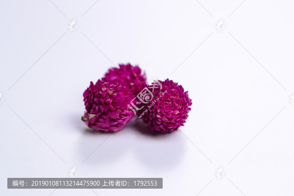 千日紅花茶