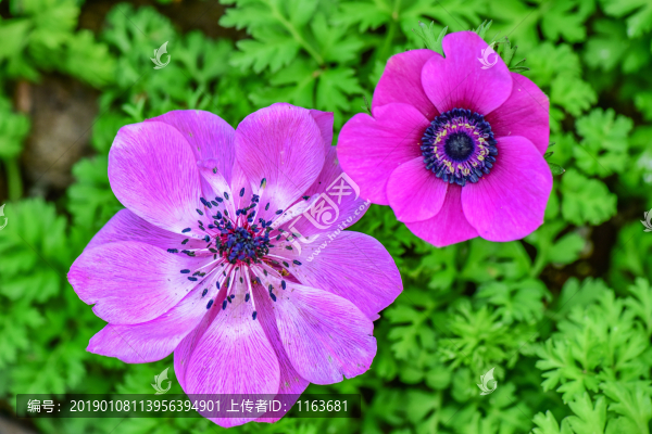 銀蓮花