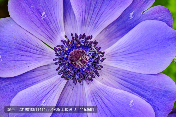 銀蓮花