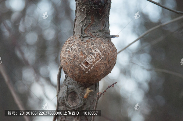 樹瘤