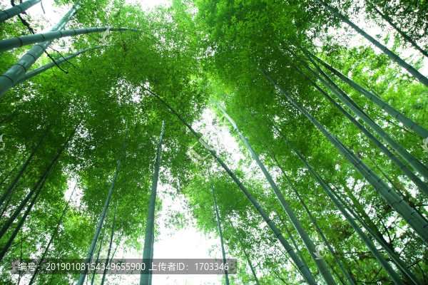 竹林