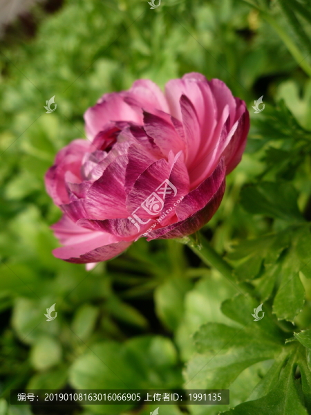 花毛茛