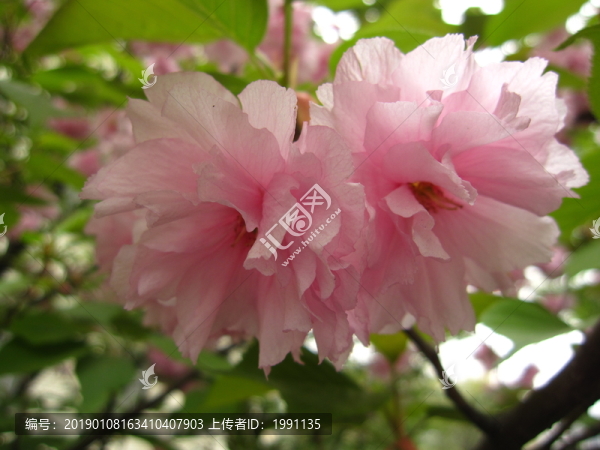 櫻花