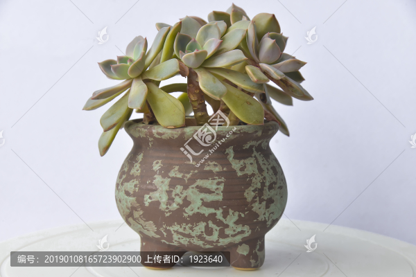 多肉小盆栽