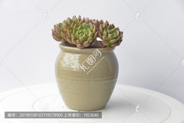 多肉小盆栽