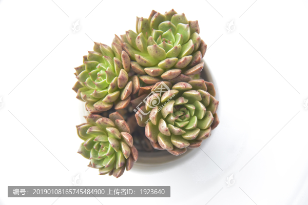 多肉小盆栽