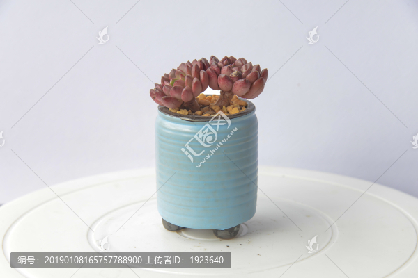 多肉小盆栽
