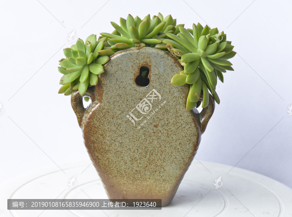 多肉小盆栽