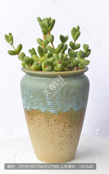 多肉小盆栽