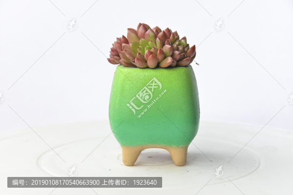多肉小盆栽