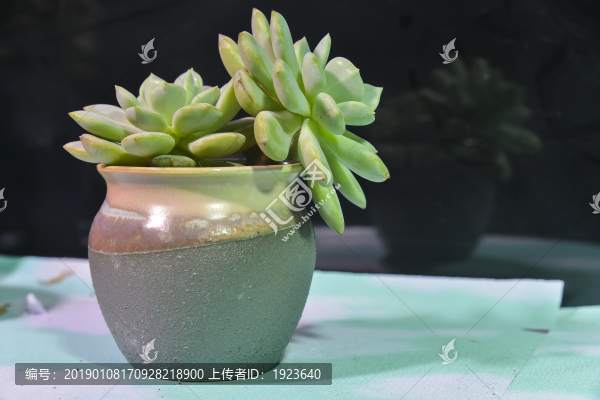 多肉小盆栽