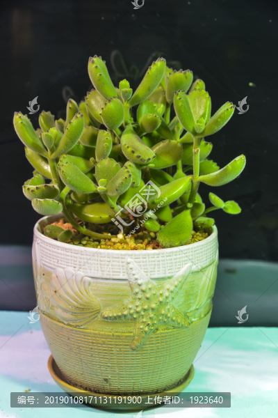 多肉植物