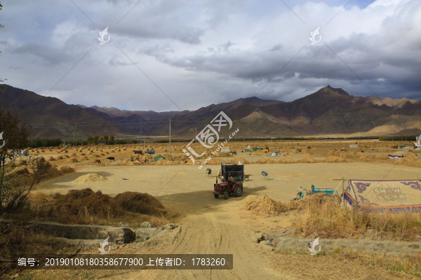 西藏高原豐收場面