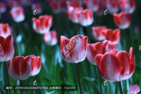郁金香