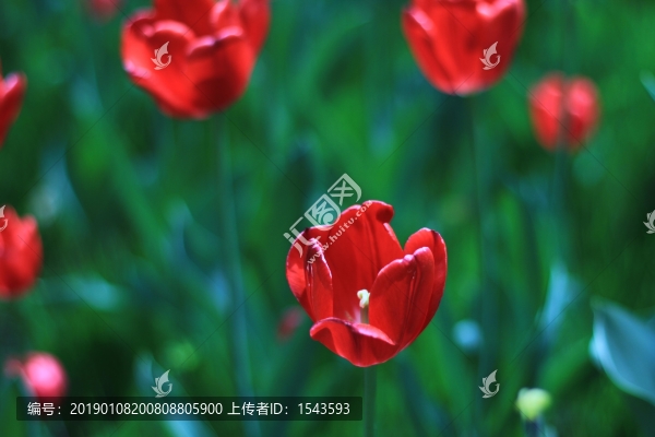 郁金香